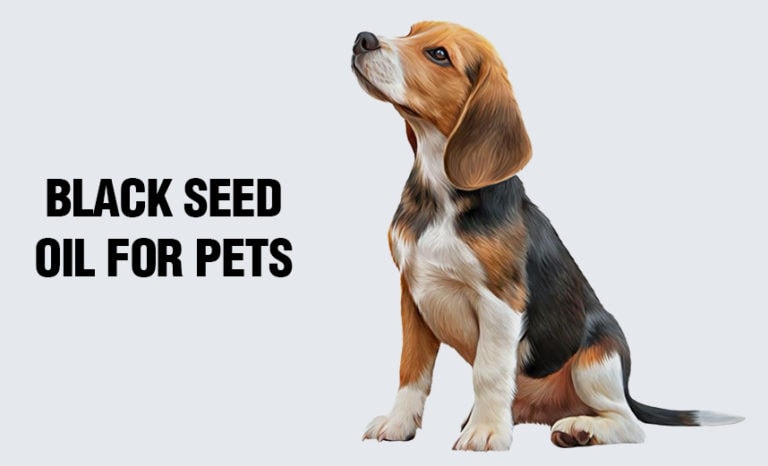 Black Seed Oil for Pets (Especially Dogs!)